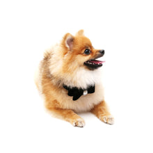 Load image into Gallery viewer, VP Pets Darling Diamond Velvet Bow Tie Collar - Black - Vanderpump Pets